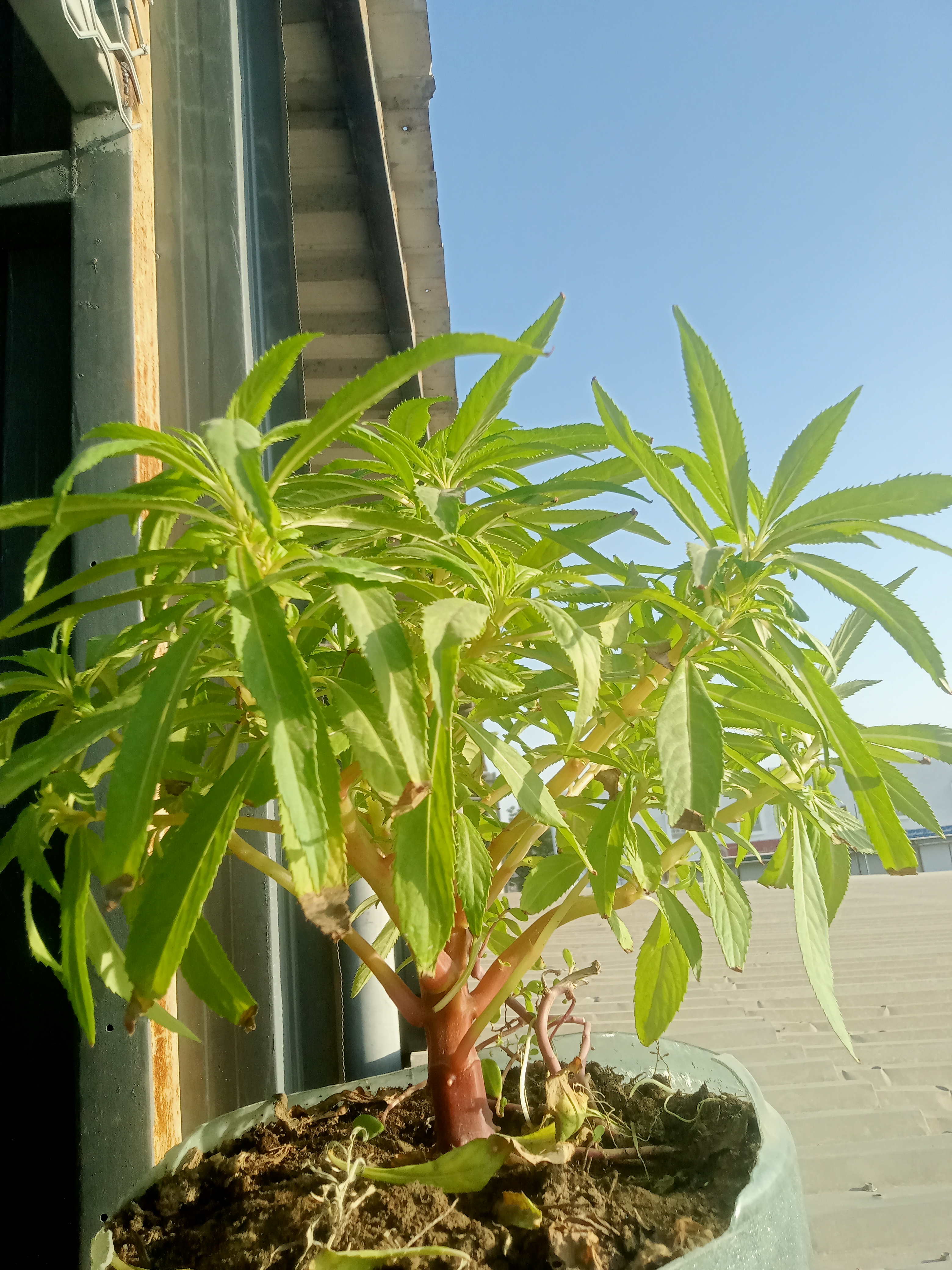 Md SARIF Hossain_XTzNZ